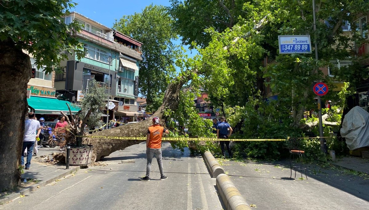 Çengelköy'de asırlık çınar ağacı caddeye devrildi Çengelköy'de asırlık çınar ağacı caddeye devrildi