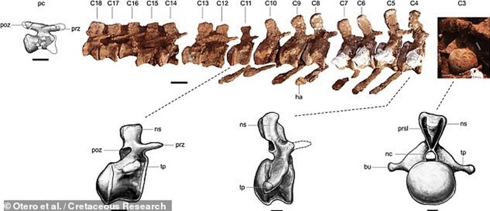 Arjantin’de 98 milyon yıllık dinozor fosili bulundu: Yeryüzündeki en büyük hayvan olduğu düşünülüyor - 1