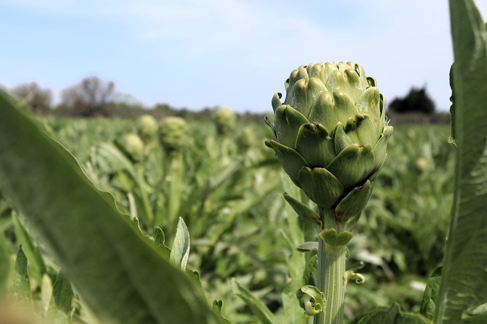 yzSy5hz4wUqqimjw0tV8dA