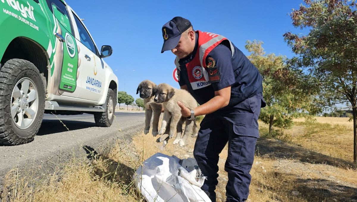 Muş'ta çuval içerisinde yavru köpekler bulundu