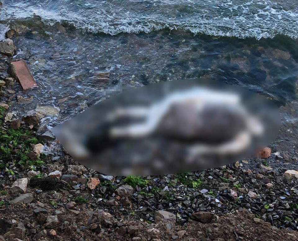 Sahile işkence görmüş erkek cesedi vurdu: Elleri ve ayakları bağlı - 1