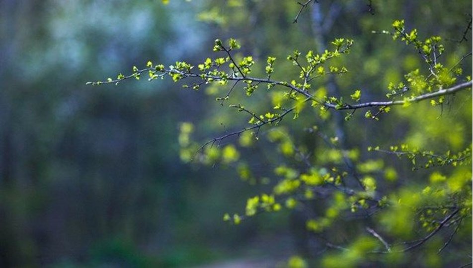 Baharın habercisi son cemre bugün toprağa düşüyor (Üçüncü cemre nereye düşecek?)