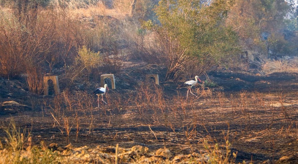 Antalya Manavgat'taki yangın kontrol altında - 8