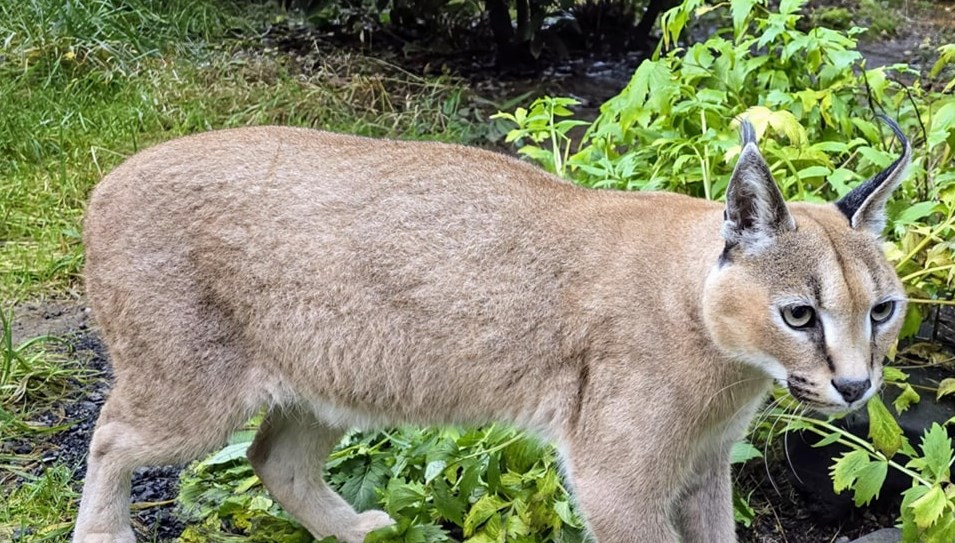 20 büyük kedi kuş gribinden öldü: 