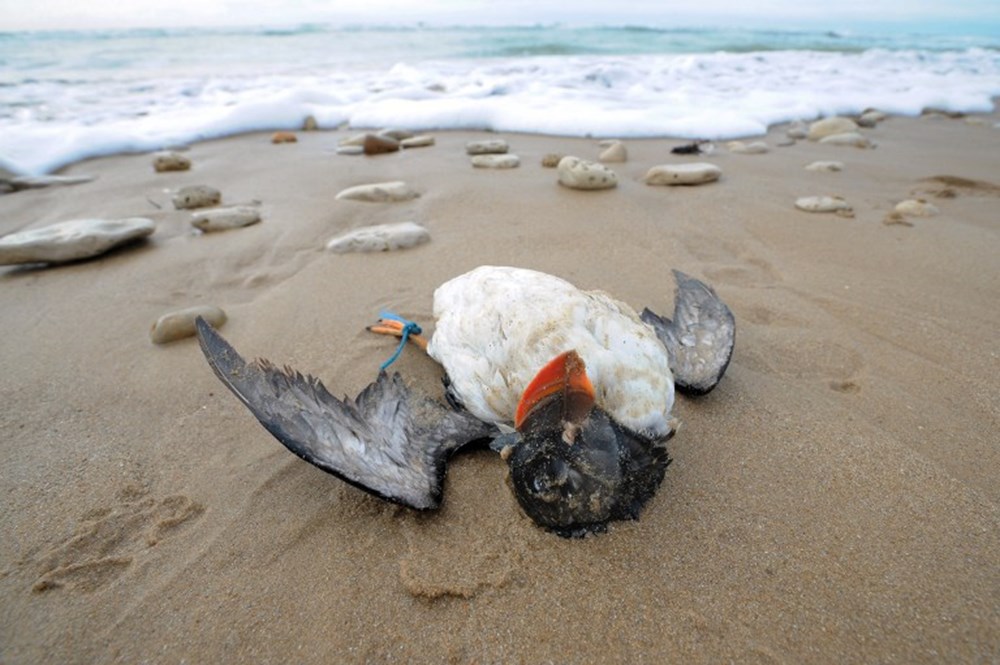 Животные страдают от загрязнений. Вымирание животных и птиц. Морские обитатели в мусоре. Вымирание животных из за загрязнения.