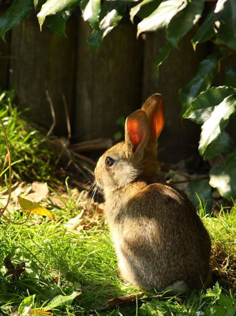 Well bunny. Заяц. Кролики. Животные кролики. Кролик в лесу.