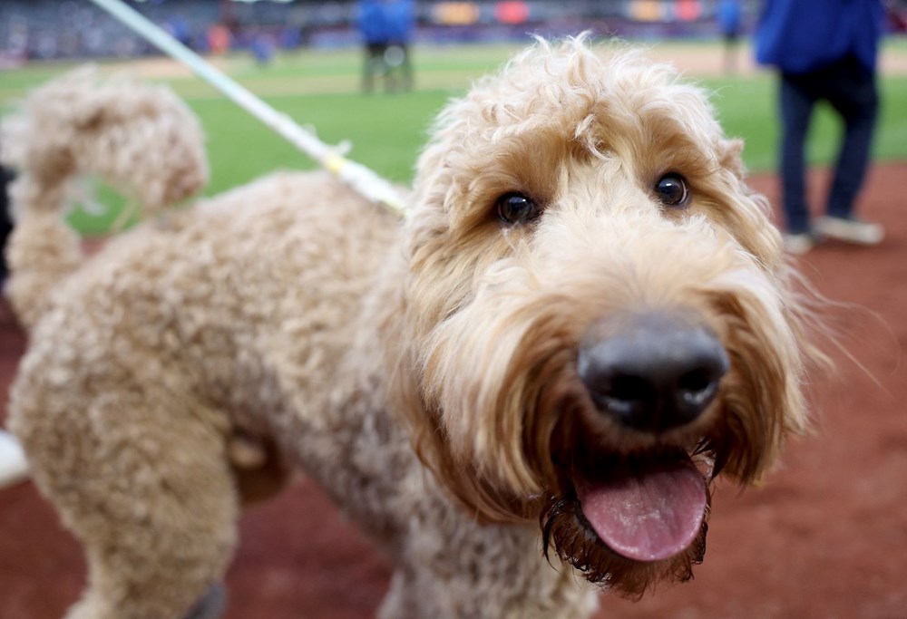 ABD'de en iyi kostümlü köpek yarışması düzenlendi - 9