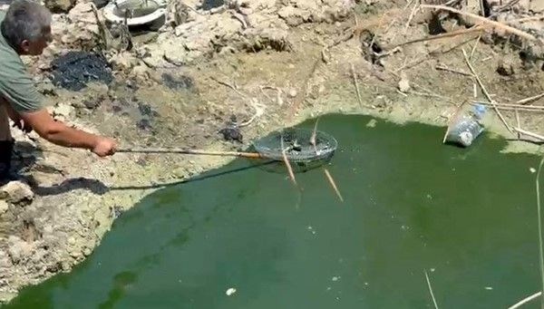 Sıcaktan sazlıklar kurudu: Balıklar telef olmaktan kurtarıldı