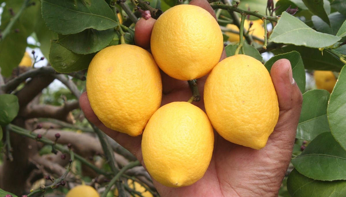Talep azaldı, limon fiyatları 3 liraya düştü