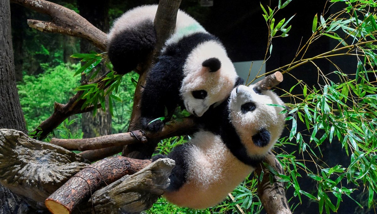 Tokyo'da doğan ikiz dev panda yavruları halkla buluştu