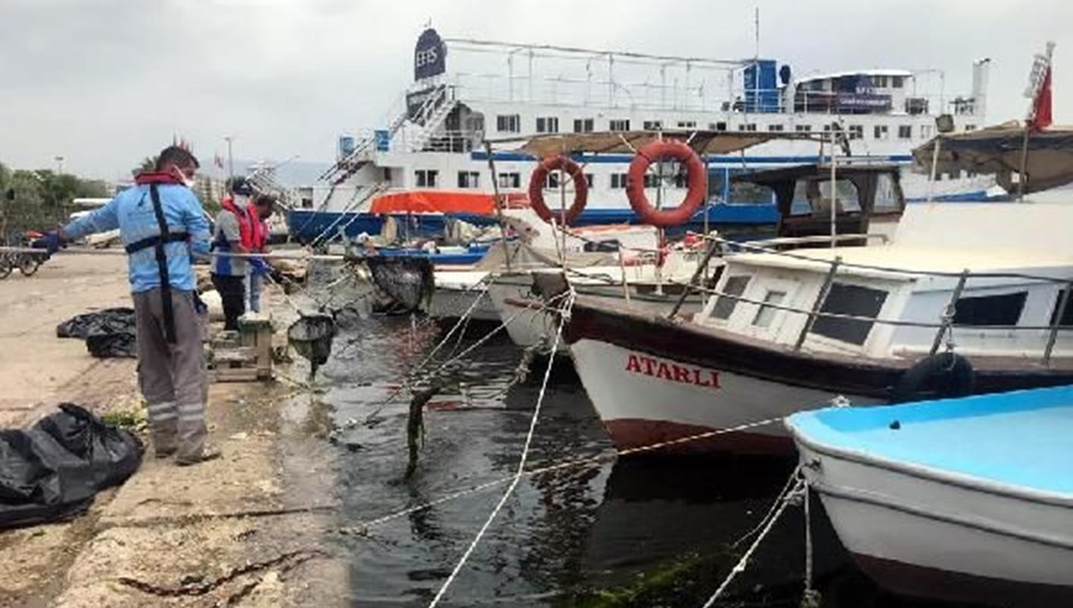 İzmir'de denizin yüzeyini 'deniz marulu' kapladı