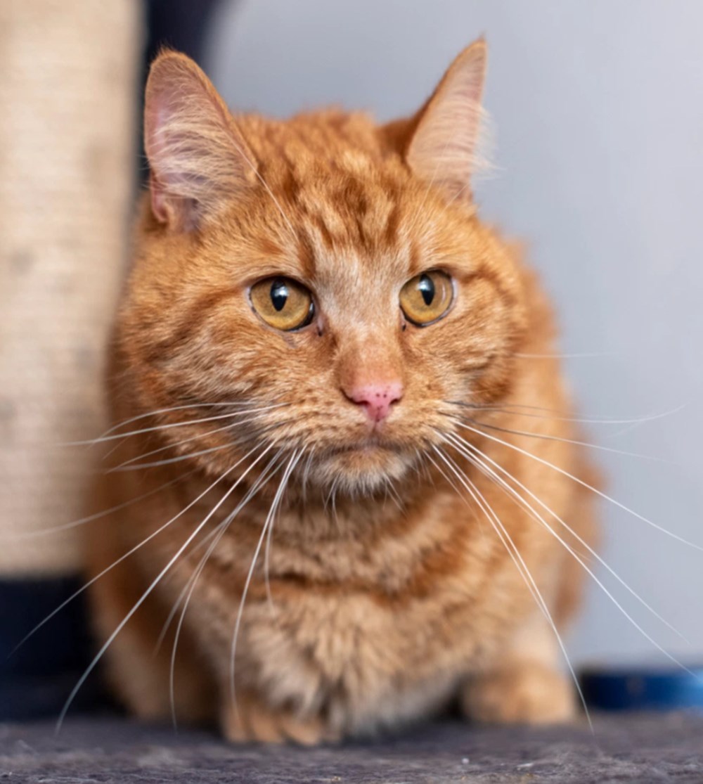 Garfield eski sahiplerini bulmak
için 65 kilometre yolculuk yaptı - 3