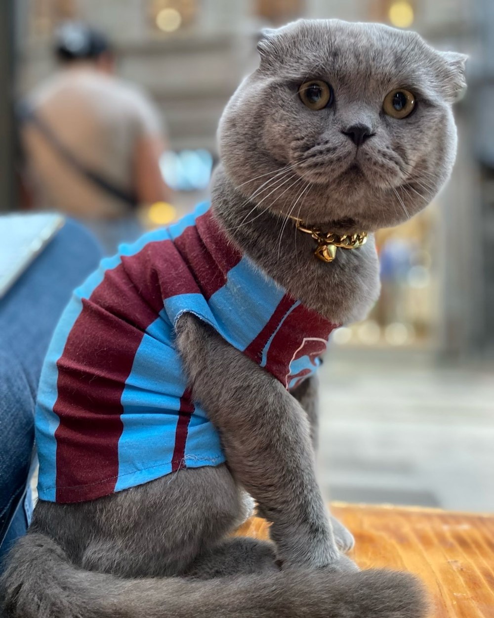 Trabzonsporlu fenomen kedi Tom'un stadyuma alınması için çağrı - 5