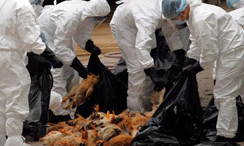 ⁠Bilim insanlarından daha ölümcül pandemi uyarısı: En az sekiz kuş gribi türü dünyada dolaşıyor - 12
