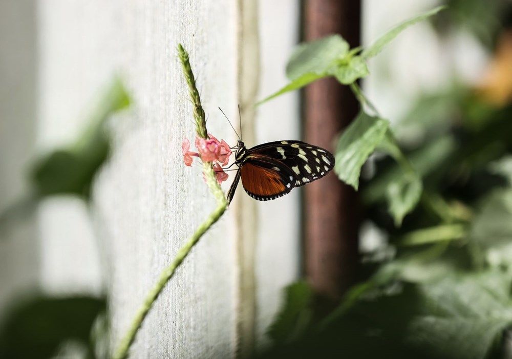 İngiltere'de gördüğü kelebek çiftliğini Beykoz'da kurdu - 11