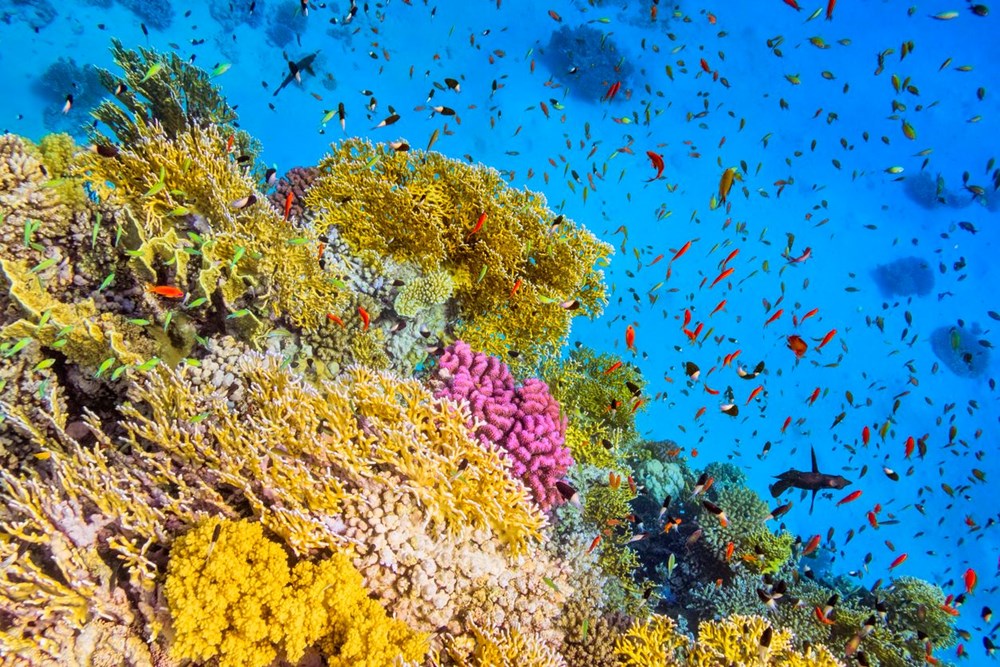 Felaket kapıda: Mercan resiflerinin yarısı 13 yıl içinde yok olabilir - 7