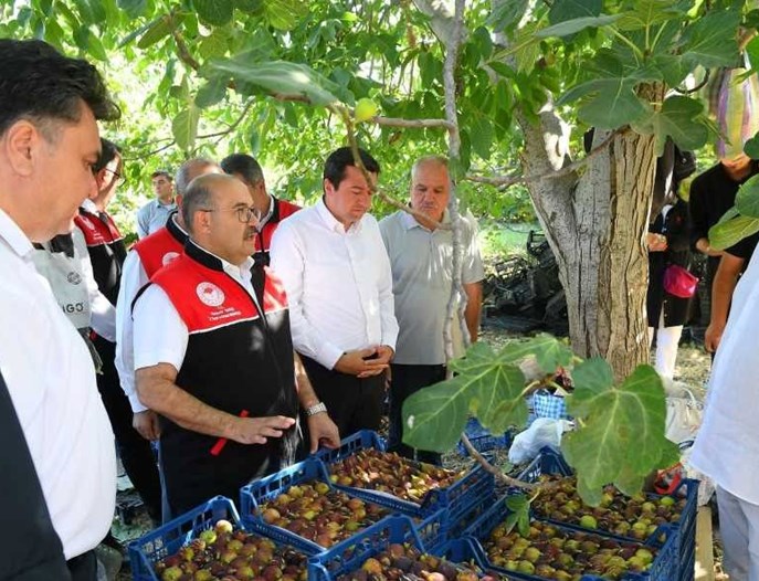 Lezzeti, kalitesi, aromasıyla ünlü: Balıkesir'de hasat başladı