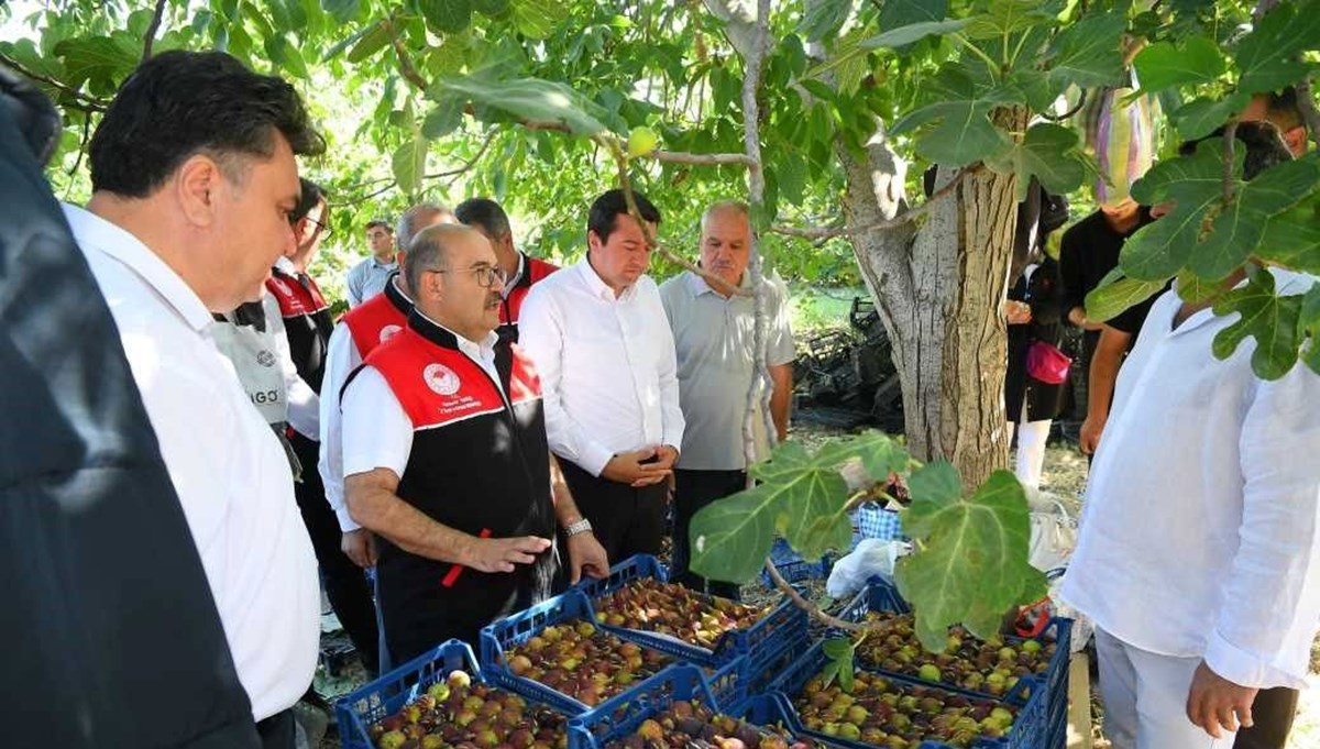 Lezzeti, kalitesi, aromasıyla ünlü: Balıkesir'de hasat başladı Lezzeti, kalitesi, aromasıyla ünlü: Balıkesir'de hasat başladı