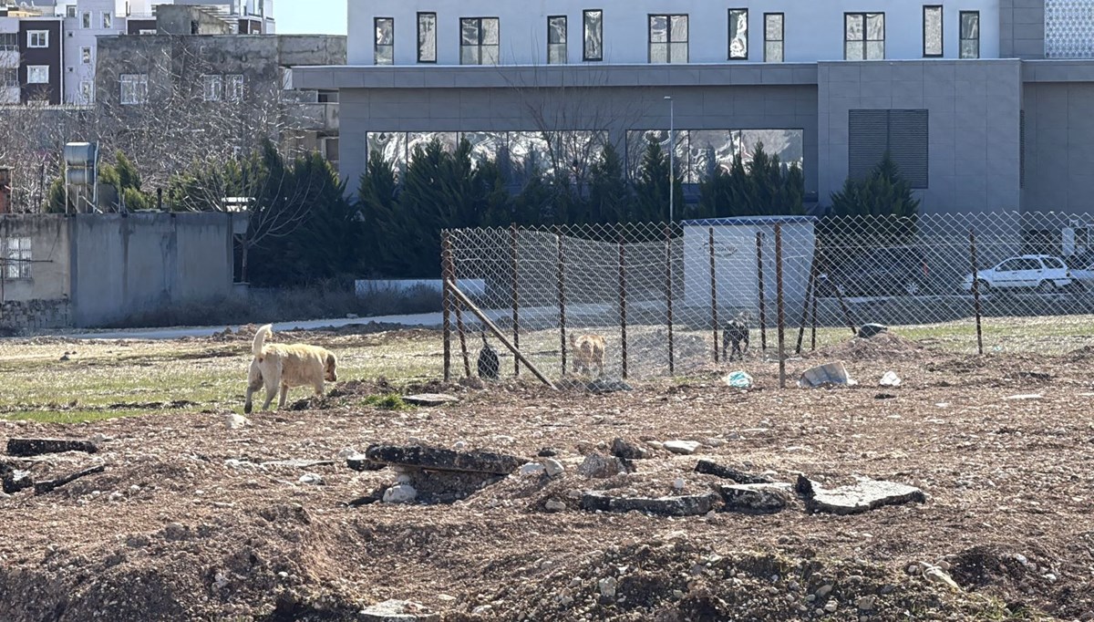Okul yolunda köpek saldırısı Okul yolunda köpek saldırısı