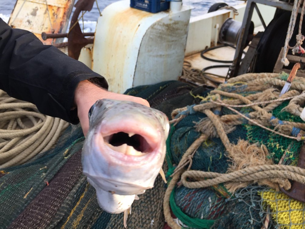 İstilacı zehirli balon balıkları Kuzey Ege'de (Marmara için önlem uyarısı) - 2