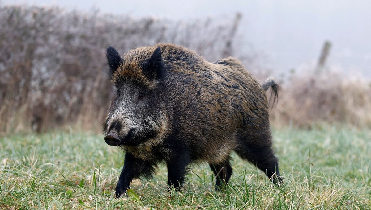 ABD'de mavi et salgını