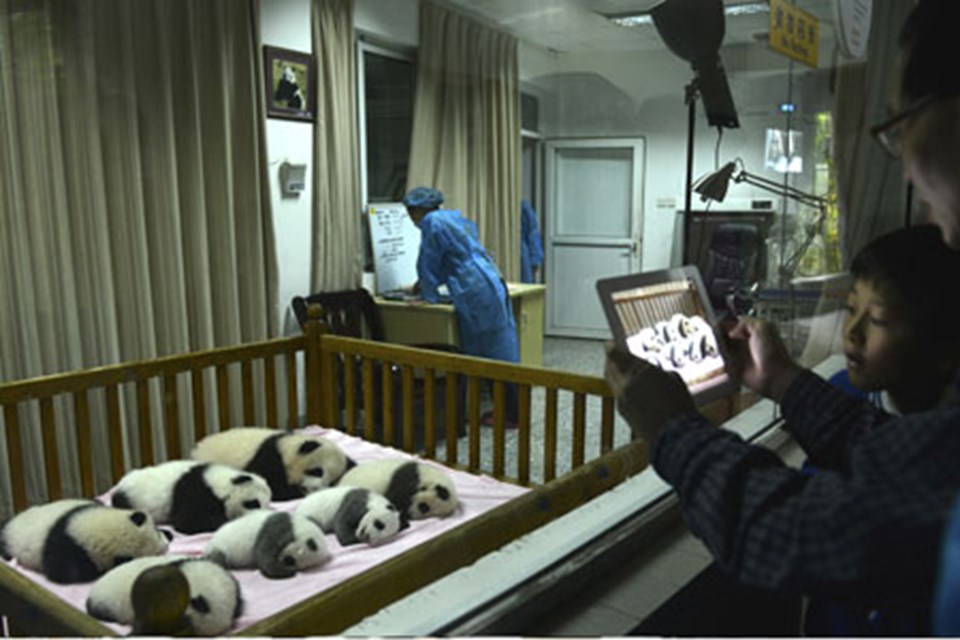 Yedi panda yavrusu ilk kez aynı karede - 1