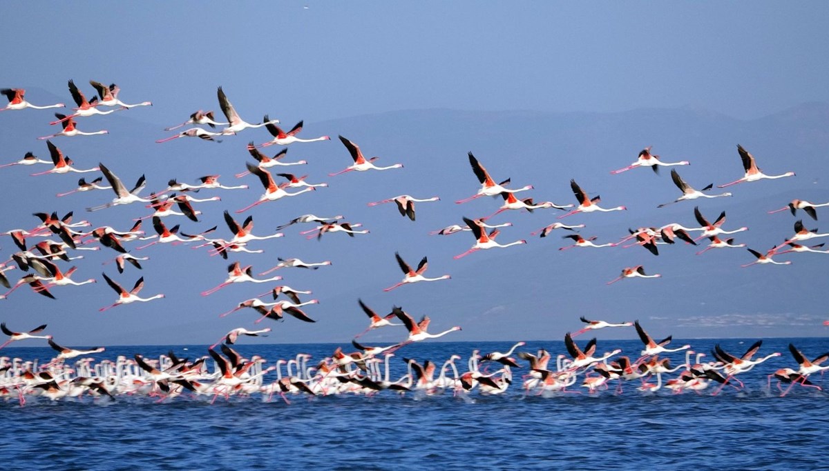 Van Gölü'nde flamingo şöleni