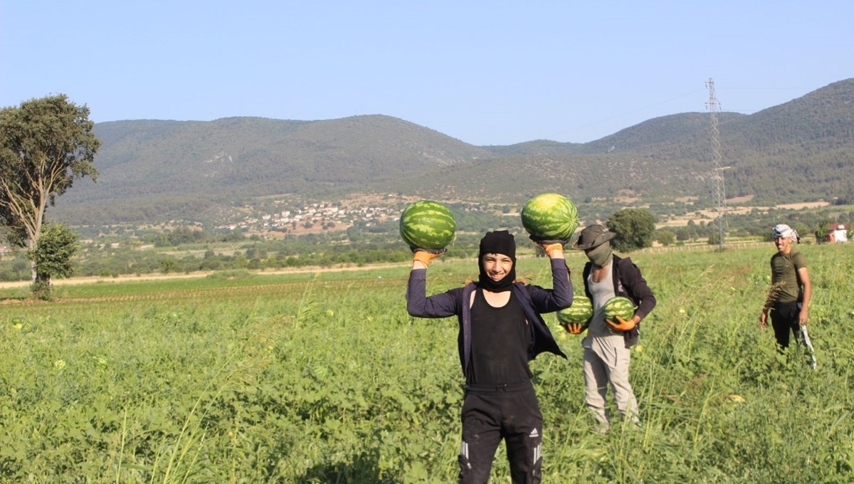 Türkiye'nin dört bir yanına gönderiliyor! İlk hasat başladı, coğrafi işaret tescilli Türkiye'nin dört bir yanına gönderiliyor! İlk hasat başladı, coğrafi işaret tescilli