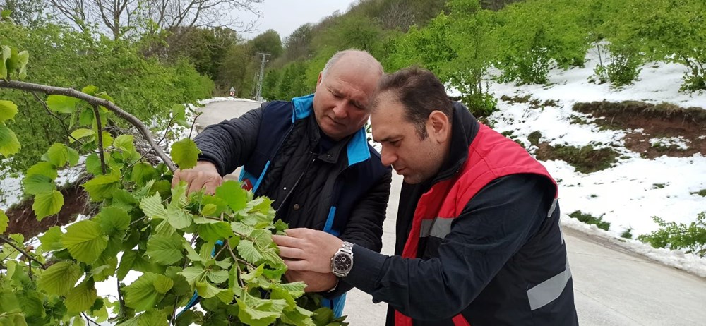 Samsun'da 'zirai don' tesiri; fındıkta ziyan, 3 eser de tehlikede 76 zFYloRSEPkOEmJ1ovSrjKA