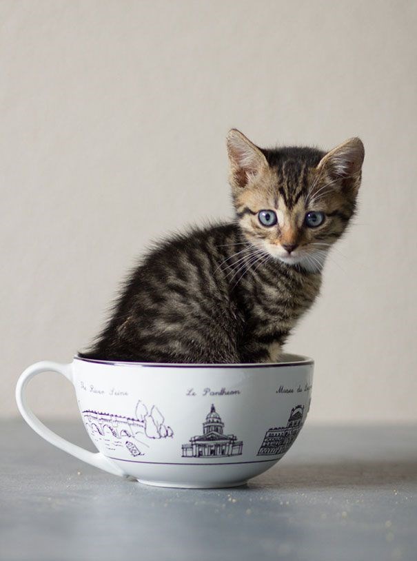 Самые Маленькие Котята В Мире Фото