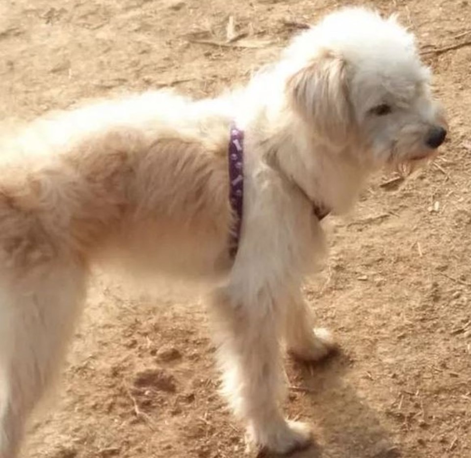 Çin’de kaybolan köpek, evine dönmek için 60 kilometre yürüdü - 1