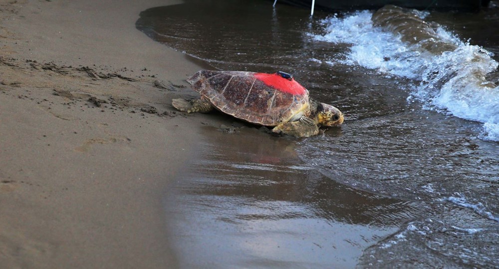 35 bin yavru caretta caretta denizle buluştu - 7