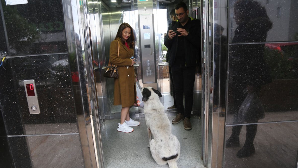 Artvin'de mahalleden mahalleye asansör ile geçen köpekler kamerada Artvin'de mahalleden mahalleye asansör ile geçen köpekler kamerada