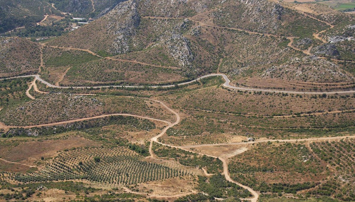 Küle dönen ormanlar can buluyor