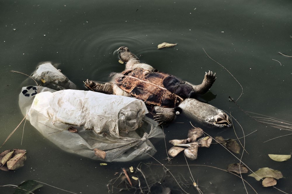 Plastik kirliliği Akdeniz’de kimyasal düzeylere ulaştı: Caretta carettalar ölüyor - 5