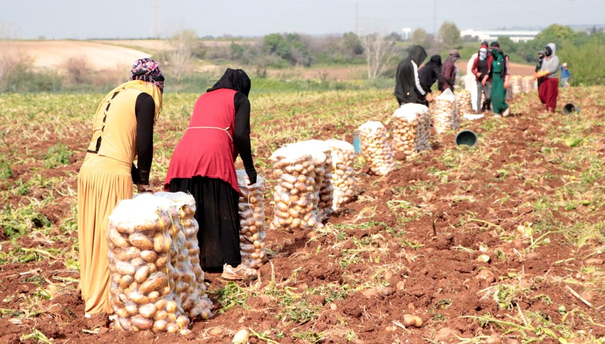 Günlüğü 600 liraya topluyorlar: Erzincan'da hasat başladı Günlüğü 600 liraya topluyorlar: Erzincan'da hasat başladı