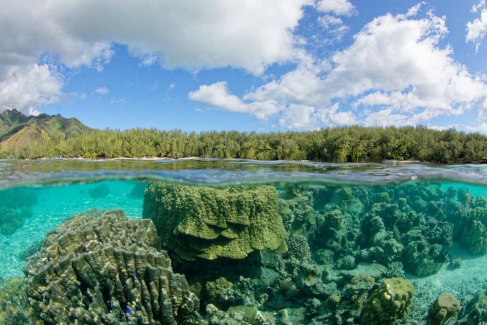 Felaket kapıda: Mercan resiflerinin yarısı 13 yıl içinde yok olabilir - 5