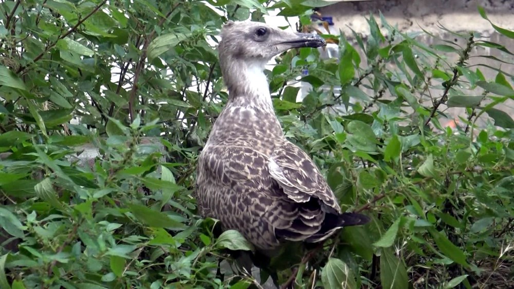 Kentsel dönüşümde 12 saatlik martı kurtarma operasyonu - 3