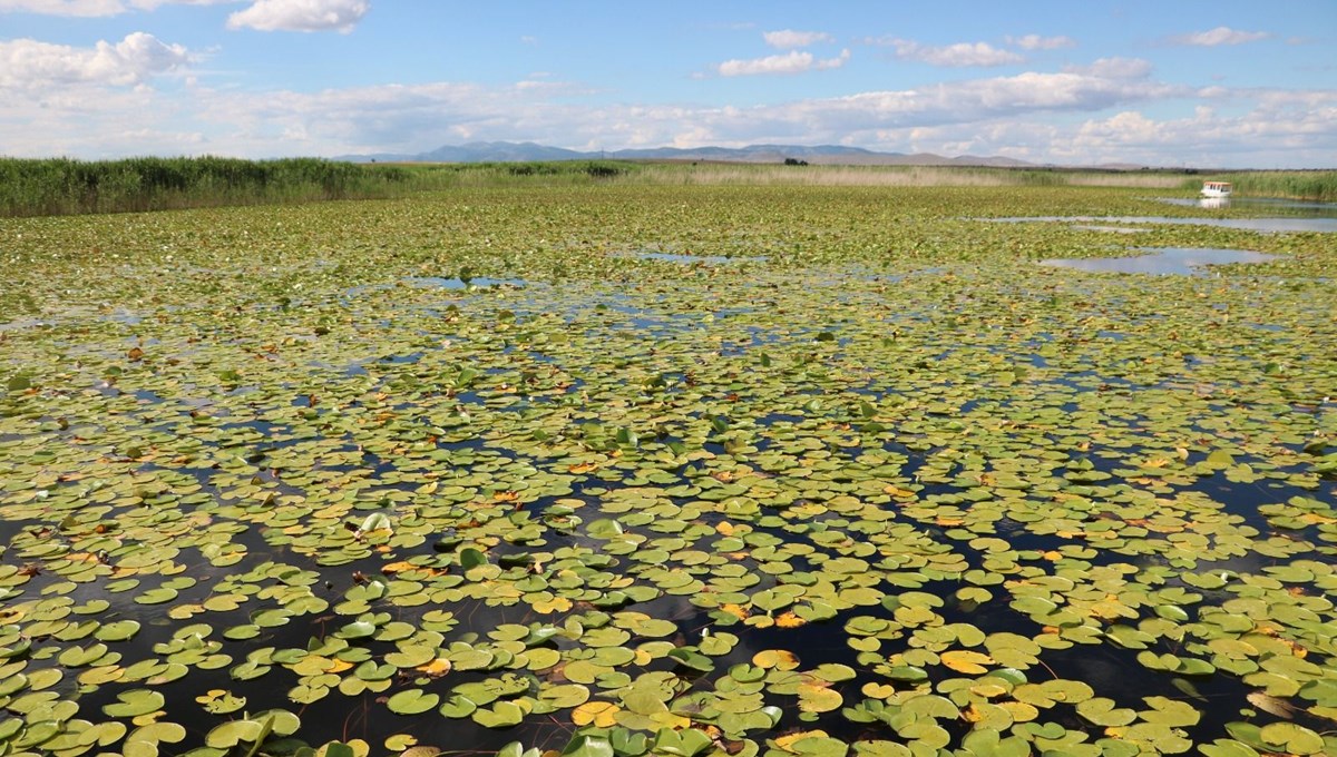 Beyşehir Gölü, 'nilüfer tarlası' gibi: Koparmanın cezası 73 bin TL