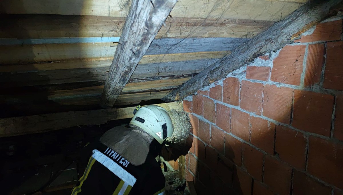 Evin çatısında yaban arısı paniği