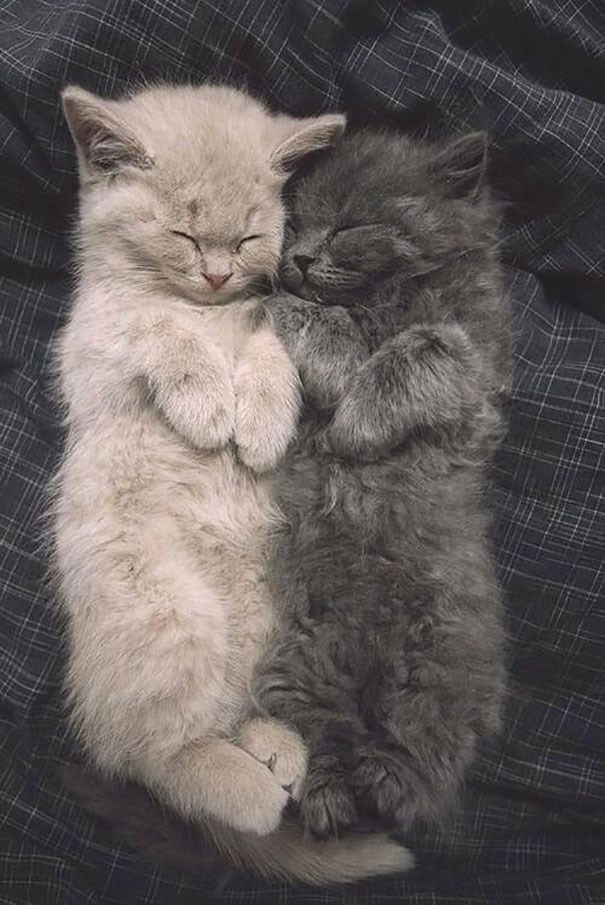 Фото Любящей Кошки