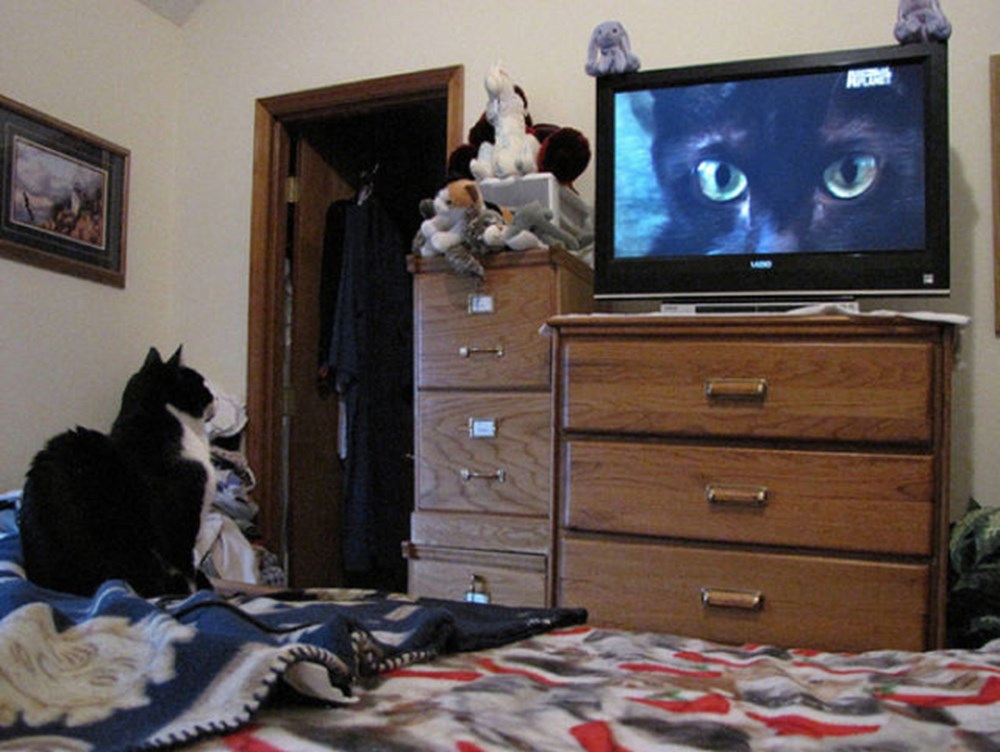 Телевизор квартира включить. Кот и телевизор. Телевизор дома. Кот перед телевизором. Котики возле телевизора.