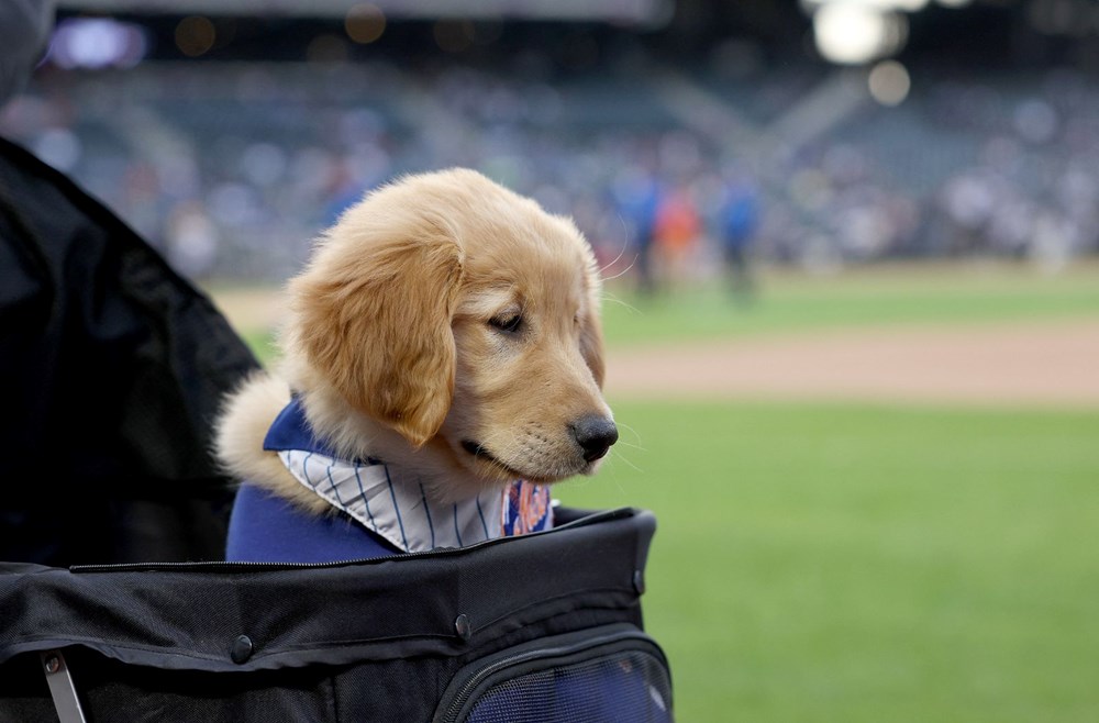 ABD'de en iyi kostümlü köpek yarışması düzenlendi - 7