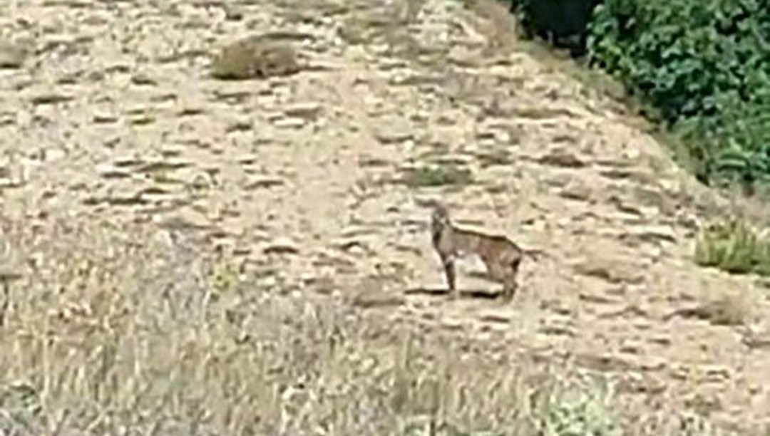 Doğanın özel avcısı "Vaşak" Tunceli’de görüntülendi