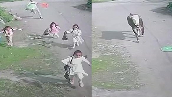 Kaçan kurbanlık boğa çocukları kovaladı