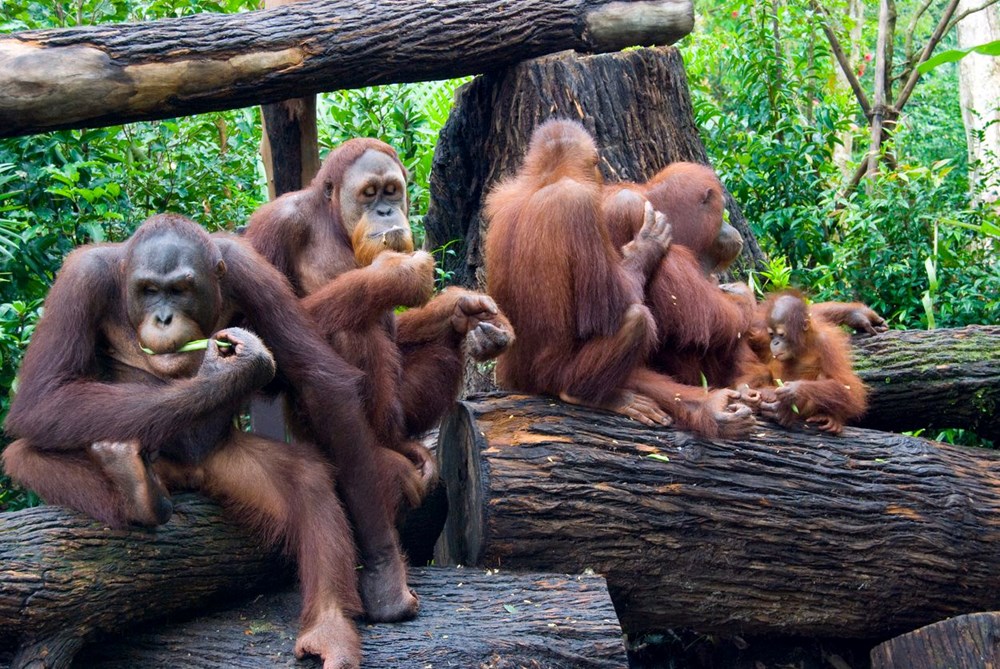 Orangutanlar havalı olduklarını göstermek için yeni argo sözcükler geliştiriyor - 6