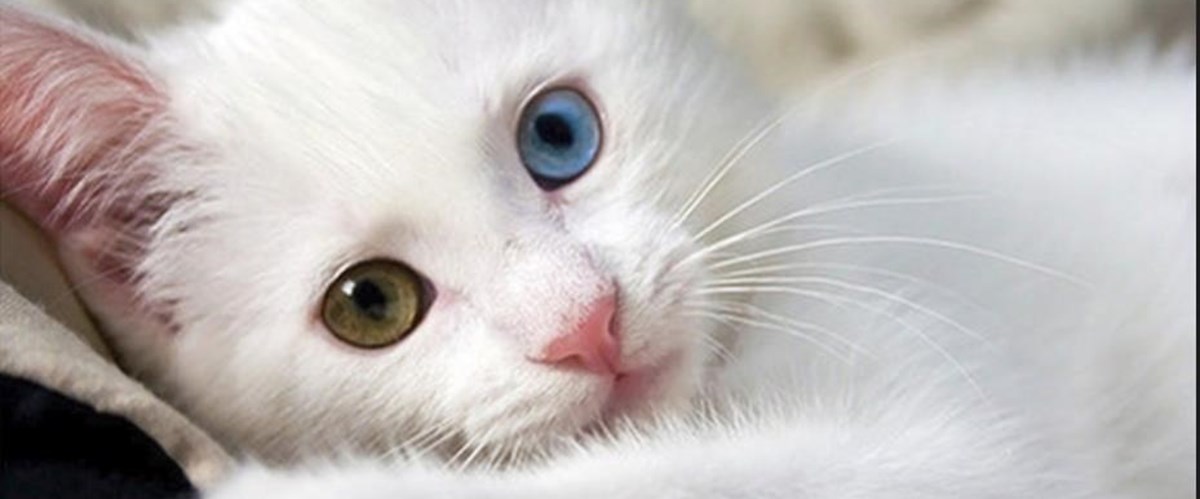 jolaritz blogspot com