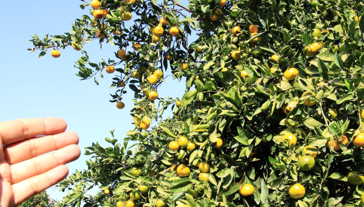 Mandalinada hasat başladı: Bahçede 3, markette 10 lira Mandalinada hasat başladı: Bahçede 3, markette 10 lira
