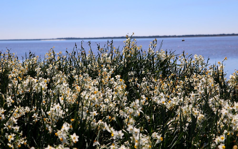 Hidden paradise discovered 3 years ago in Adana: Narcissus Island - 2