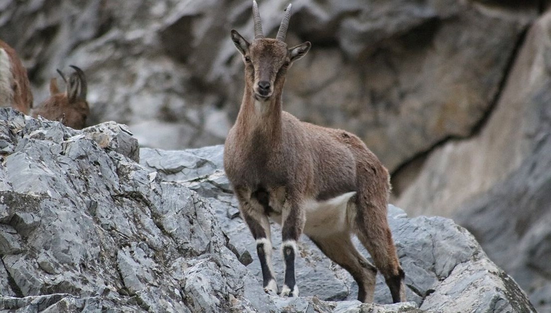 Koruma altındaki dağ keçisini avlayıp sucuk yapmış